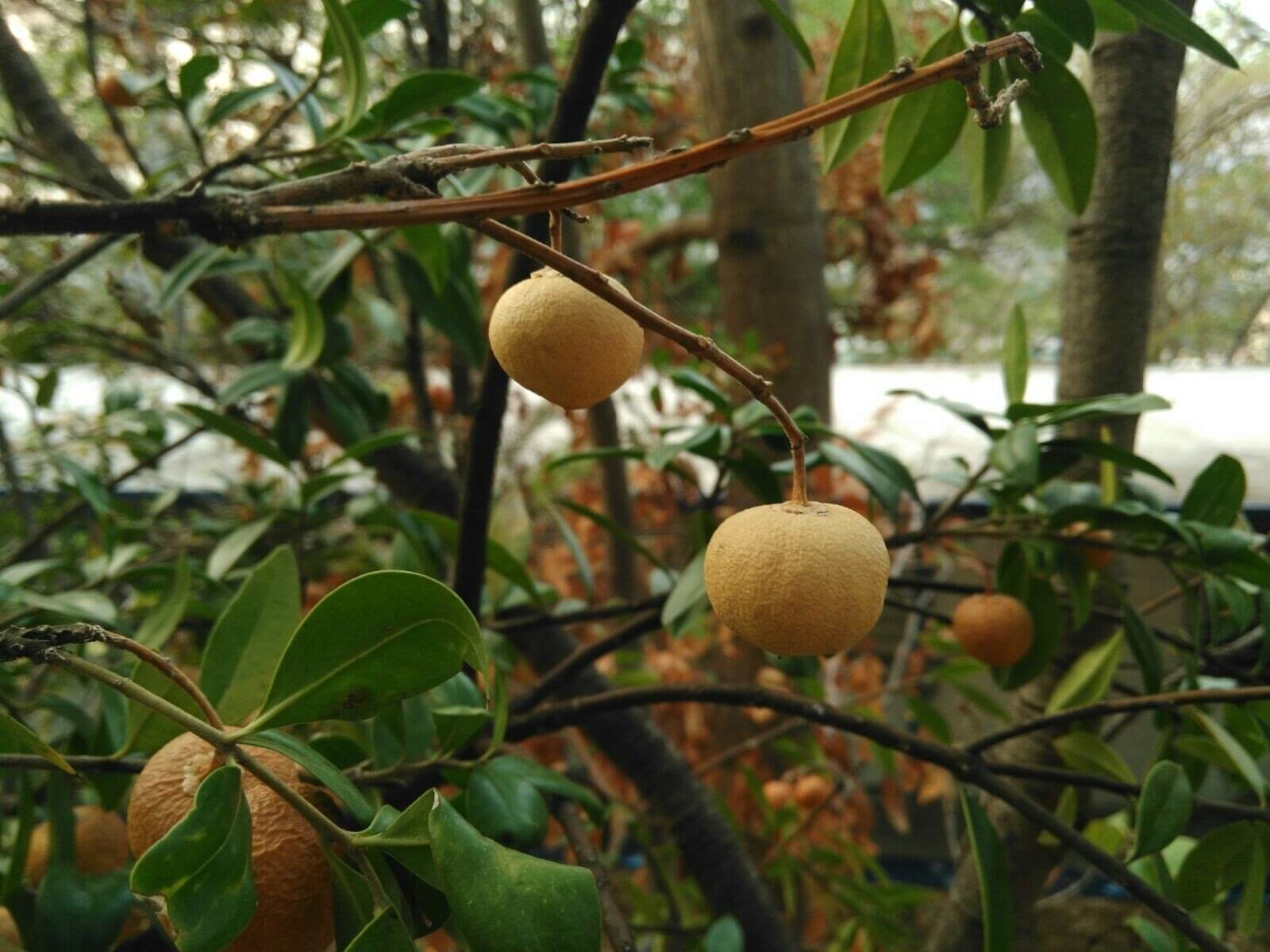 Bonellia macrocarpa 